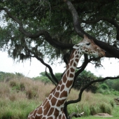 Giraffe