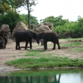 Elephants