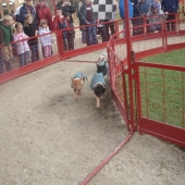 The pig race