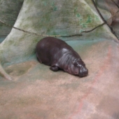 Hippo