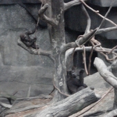 Hanging out in the monkey area