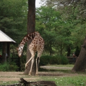 Giraffes