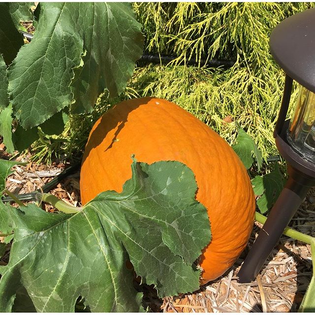 Our first pumpkin