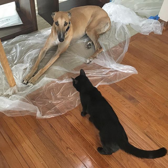 Jack guarding the newly painted room from curious cats