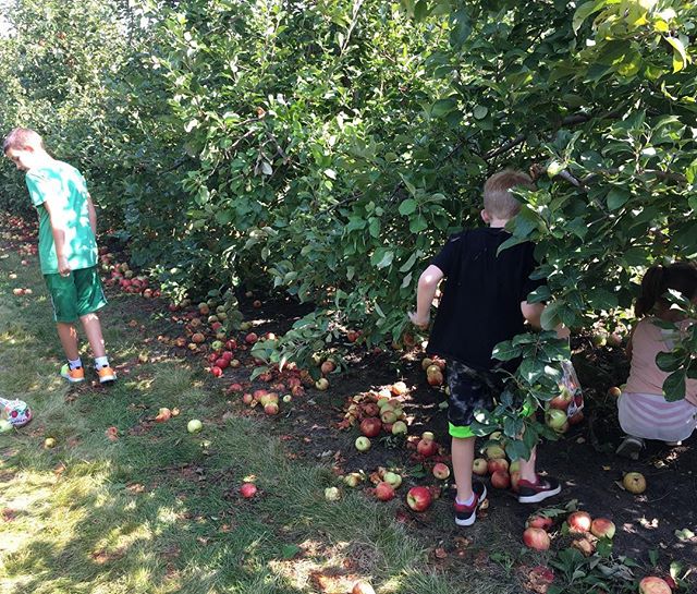 Apple picking