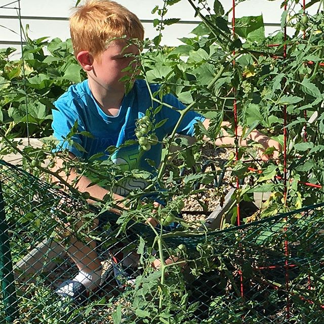 Just eating some tomatoes in the garden...