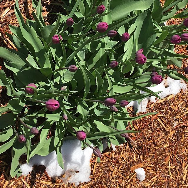 Tulips and snow...welcome to Chicago!