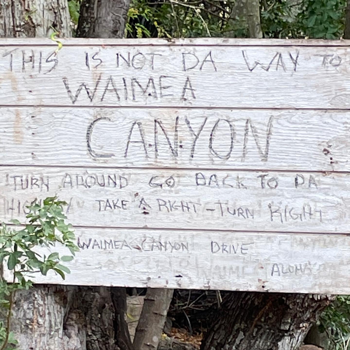 Crazy signs, mobile COVID-19 vaccine trucks in the middle of nowhere, a Charlie Brown papaya tree, people not concerned about falling off cliffs…all in Kauai